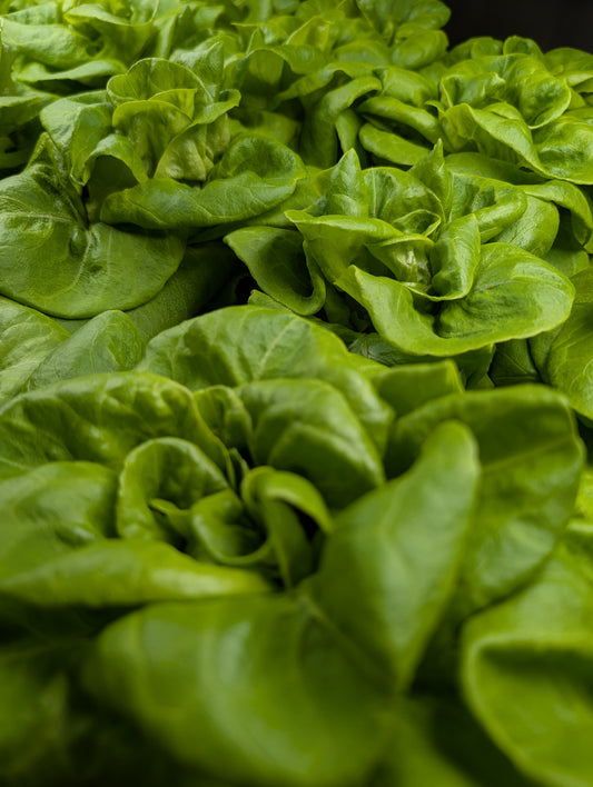 Butter Crunch Lettuce